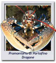 21/08/2014 - Promontorio di Portofino, Dragone