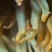Anemone di mare